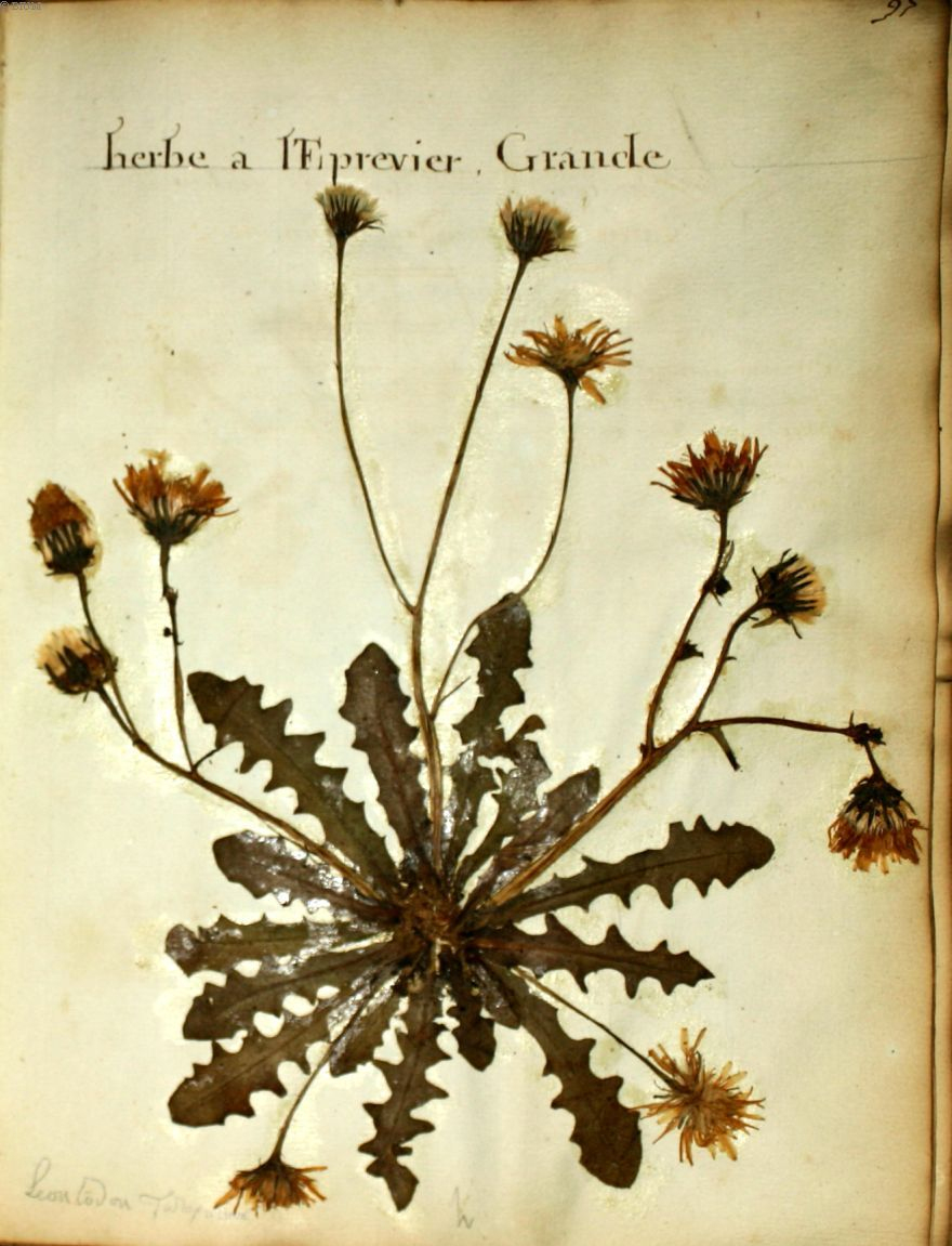 Fleurs Herbier - Fleurs Herbier - Grande Herbe A L innen Coloriage Dessin Herbe