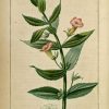 Img/Dessins-Gravures De Plantes Medicinales/Gratiole verwandt mit Coloriage Dessin Herbe