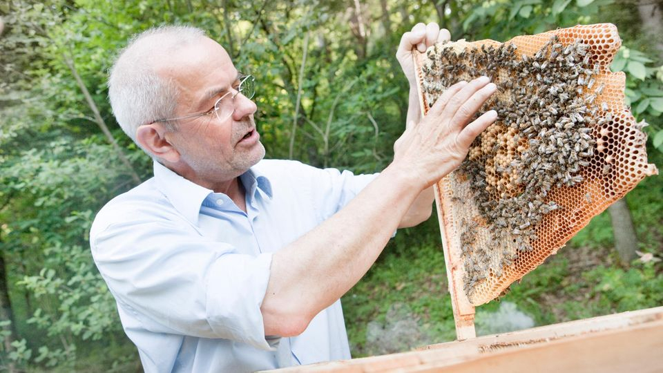 Imker Über Bienensterben: Anblick Dieser Bienen Erinnert innen Contergan Kinder Bilder