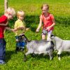 Kinder Mit Tieren Am Bauernhof - Schönlehen - 15 Bilder verwandt mit Bauernhof Kinder Bilder