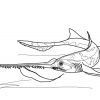 Long Nose Sawshark Coloring Page | Free Printable Coloring ganzes Coloriage Dessin Scie