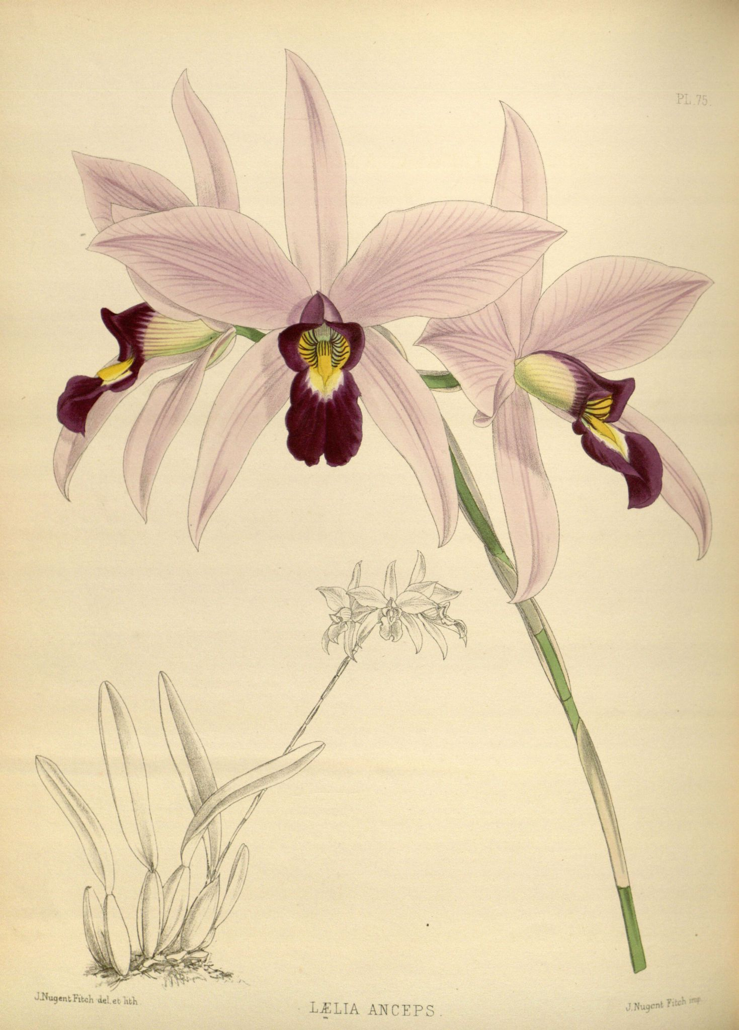 Orchidees - Orchidees - 2084 Laelia Anceps - Gravures für Coloriage Dessin Orchidée