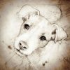 Pin By Gaillard On Jacks | Animal Drawings, Dog Drawing in Dessin Coloriage Jack Russel