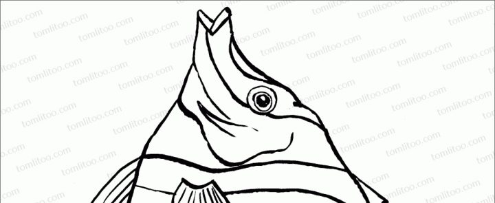 Poisson 4 Gauche Coloriage N&amp;B À Imprimer - Tomlitoo innen Coloriage Gauche Droite