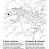 St. Martin Ground Lizard Coloring Page - Coloriage De verwandt mit Coloriage De Lézard