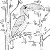 Toucan Coloriages Pour Vecteur Adultes — Image Vectorielle bestimmt für Coloriage Dessin Toucan
