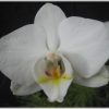 Weisse Orchidee - Piqs.de - Bilddatenbank, Bilder verwandt mit Bilder K