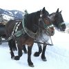 Winterurlaub Mit Pferdeschlittenfahrt - Torbauer´s bei Bilder K