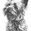 Yorkshire Terrier By Mike Sibley | Animal Drawings, Dog mit Coloriage Dessin Yorkshire
