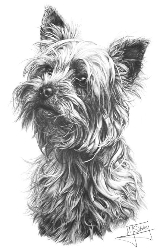 Yorkshire Terrier By Mike Sibley | Animal Drawings, Dog mit Coloriage Dessin Yorkshire