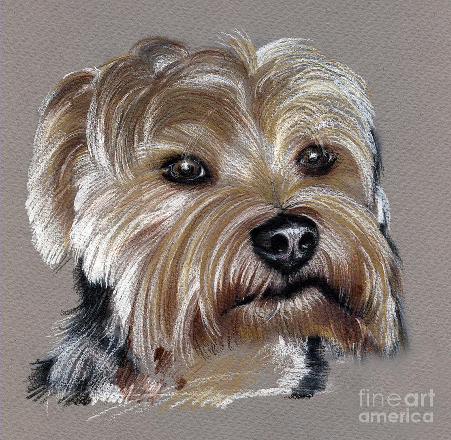 Yorkshire Terrier- Drawing Drawing By Daliana Pacuraru bestimmt für Coloriage Dessin Yorkshire