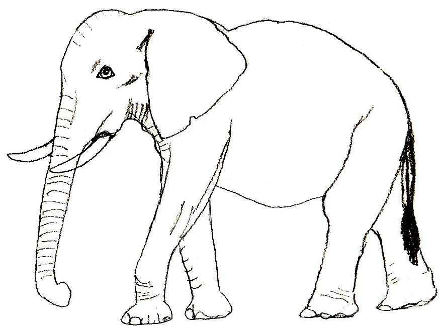 18-Schoene-Ausmalbilder-Elefant-Dekoking-Com | Elefanten Skizze, Schöne bestimmt für Kinder Bilder Elefant