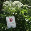 Achtung Vor Dem Riesen-Bärenklau - Giftpflanze Des Jahres 2008! - Krems ganzes Verbrennungen Kinder Bilder