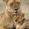 Die 38 Besten Bilder Zu Der Löwe, Der Nicht Schreiben Konnte In 2020 bei Kinder Bilder Löwe