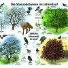 Die Streuobstwiese Im Jahreslauf | 50X70 &amp; 70X100 Cm | Ökologie ganzes Kinder Bilder Ökologie
