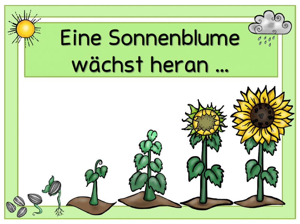 Grundschulblogs.de | Sonnenblumen, Sonnenblume Basteln, Pflanzen Mit innen Kinder Entwicklung Bilder