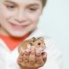 Haustier Hamster - Für Kinder Geeignet? - Revvet.de über Zahnspangen Für Kinder Bilder