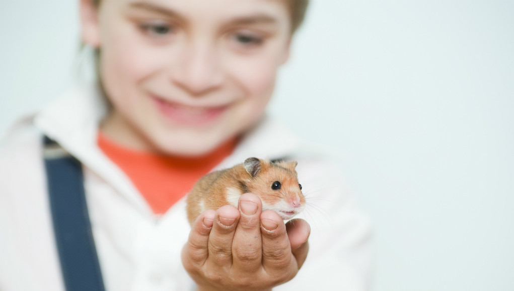 Haustier Hamster - Für Kinder Geeignet? - Revvet.de über Zahnspangen Für Kinder Bilder
