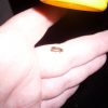 Ich Habe Ein Glühwürmchen Gesehen! - Astrodicticum Simplex mit Würmer Kinder Bilder