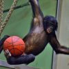Im Berliner Zoo: Affenstark! Schimpanse Macht Auf Basketball-Star bei Kinder Bild Affe