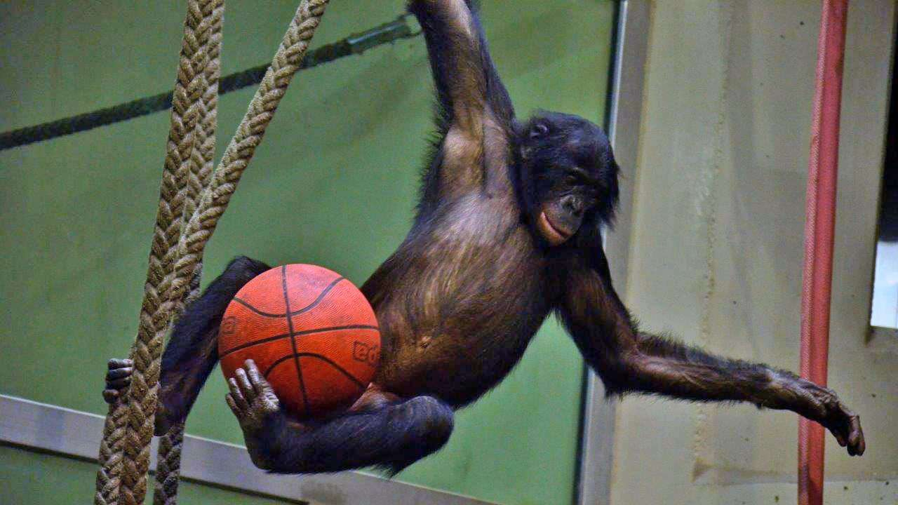 Im Berliner Zoo: Affenstark! Schimpanse Macht Auf Basketball-Star bei Kinder Bild Affe