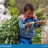 Landwirtschaftliche Kinderarbeit Vietnam Redaktionelles Foto - Bild Von für Kinder Bilder Xl