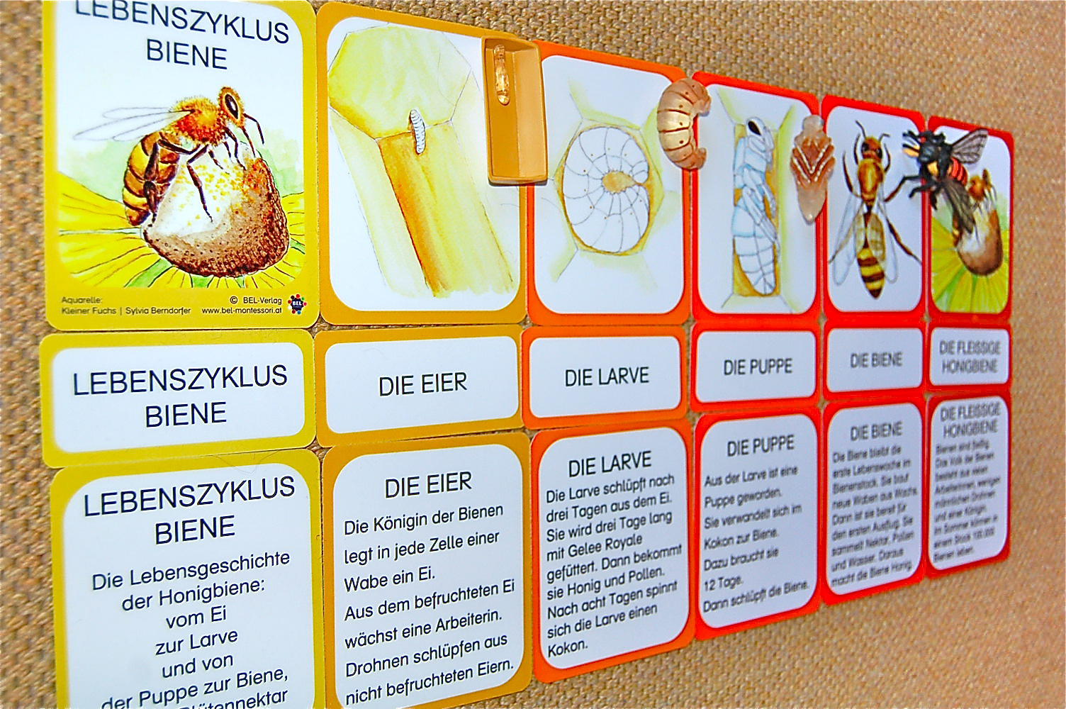 Lebenszyklus Biene - Lernmaterial-Shop - Bel Montessori verwandt mit Kinder Entwicklung Bilder
