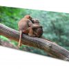 Magnettafel Pinnwand Bild Affe Affen Pavian Freundschaft Gekantet ganzes Kinder Bild Affe