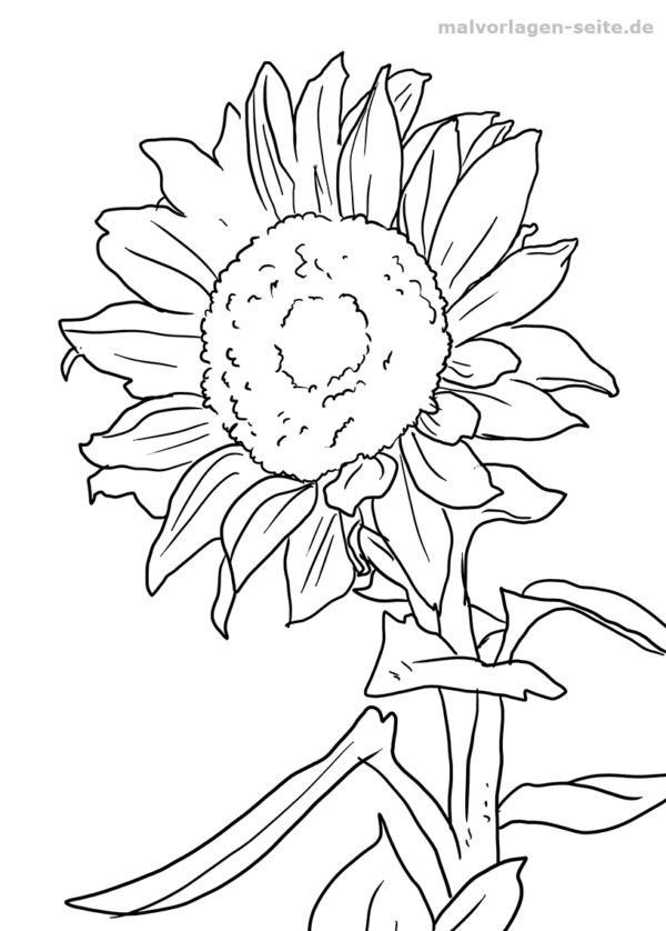 Malvorlage Sonnenblume | Pflanzen | Sonnenblumen Malen, Blumenzeichnung verwandt mit Ab Wann Können Kinder Bilder Ausmalen