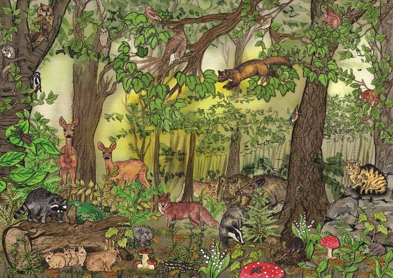 Naturdetektive Für Kinder - Www.naturdetektive.de: Stockwerke Des Waldes ganzes Welche Bilder Interessieren Kinder