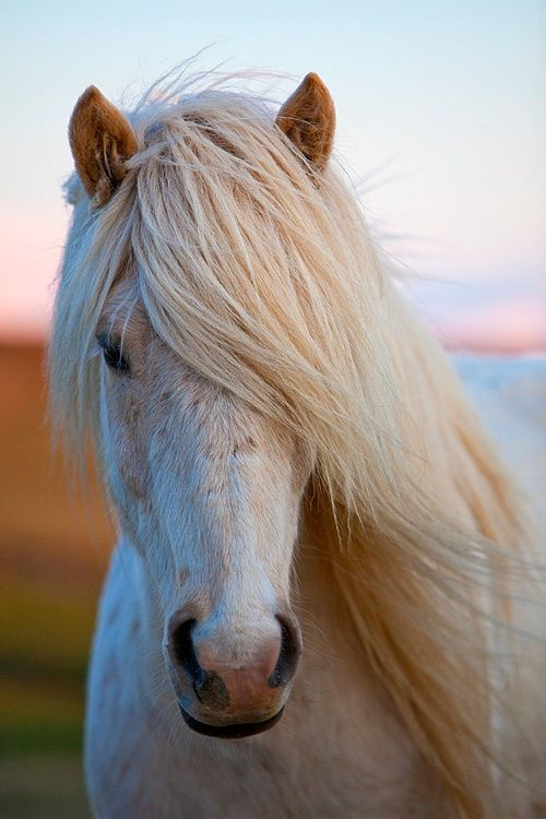 Pin Von Nadjuscha Kohler Auf (Isländer) Icelandic / Fjordhorse verwandt mit Kinder Bilder Binnen Und Pferde