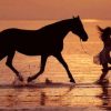 Pin Von Sufyan Auf Tiere Und Kinder | Pferde, Pferde Fotografie, Pferde in Kinder Bilder Binnen Und Pferde
