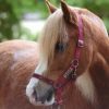 Ponyspass / Ponyreiten Für Kinder In Der Reitanlage Berghausen In über Kinder Bilder Binnen Und Pferde