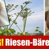 Schierling Ist Eine Der Giftigsten Pflanzen In Unseren Breiten bei Ausschlag Corona Kinder Bilder