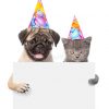 Scottish-Faltenkatze, Braune Getigerte Katze Erster Geburtstag Der verwandt mit Hund Kinderbild