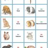 Spiele Im Deutschunterricht: Memory - Die Tiere | Deutsch Unterricht bei Kinder Lernen Durch Bilder