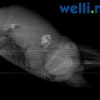 Tumore Bei Wellensittichen - Wellensittich-Portal Welli innen Rachitis Kinder Bilder