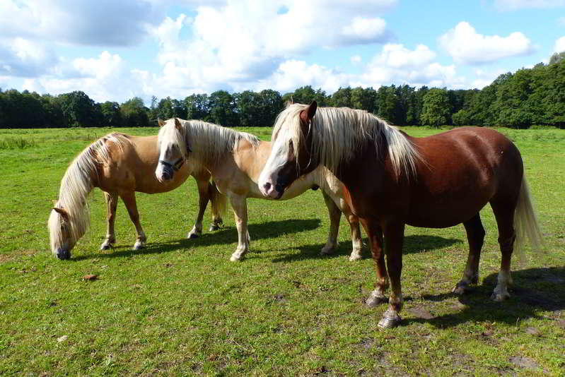 Unsere Pferde | Reiterhof Lünzen | Bilder - Erlebnisurlaub in Kinder Bilder Binnen Und Pferde