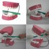Zahnpflegemodell Gebiss-Modell Zahnmodell Zähne Putzen Zähneputzen innen Faule Zähne Kinder Bilder