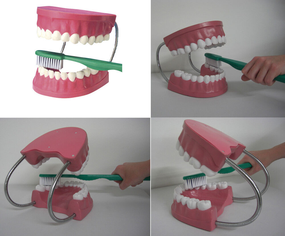 Zahnpflegemodell Gebiss-Modell Zahnmodell Zähne Putzen Zähneputzen innen Faule Zähne Kinder Bilder