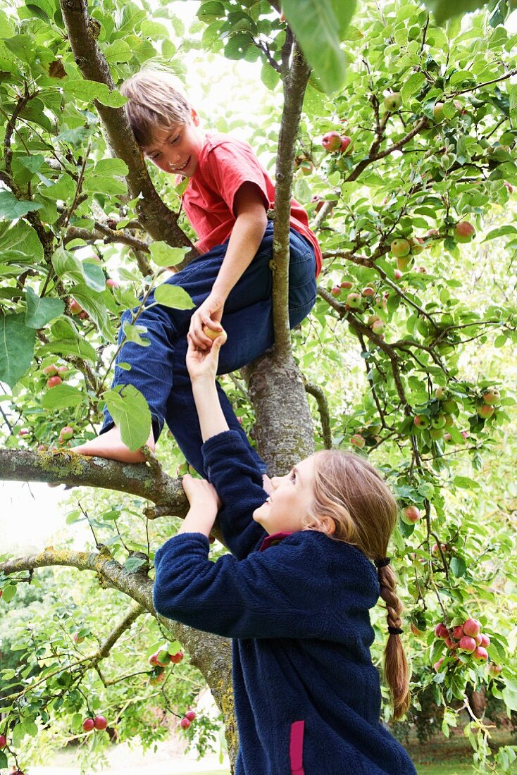 Zwei Kinder Pflücken Äpfel Am Baum - Bild Kaufen - 11094241 Living4Media bestimmt für Kinder Bilder Österreich