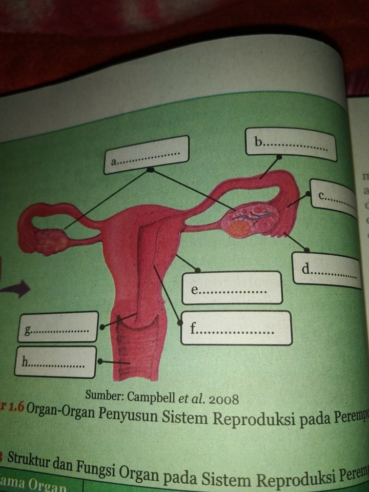 endometrium merupakan