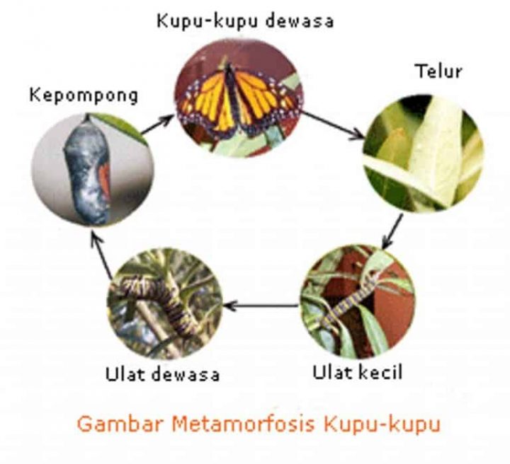 metamorfosis sempurna kupu kupu