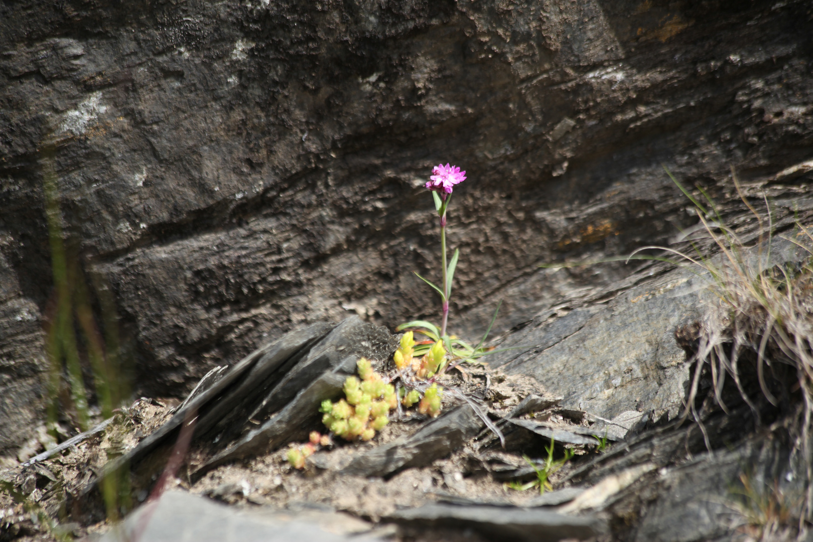 Blumen in Norwegen in freier Naturlandschaft. Foto & Bild | norwegen