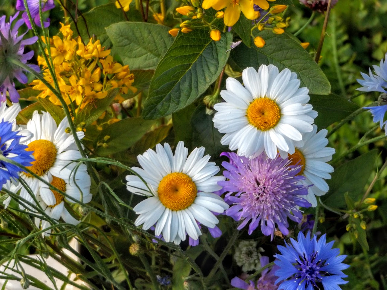 2017-07-20 schöne Blumen-Bouquet Foto & Bild | natur, blüten, 2017-07