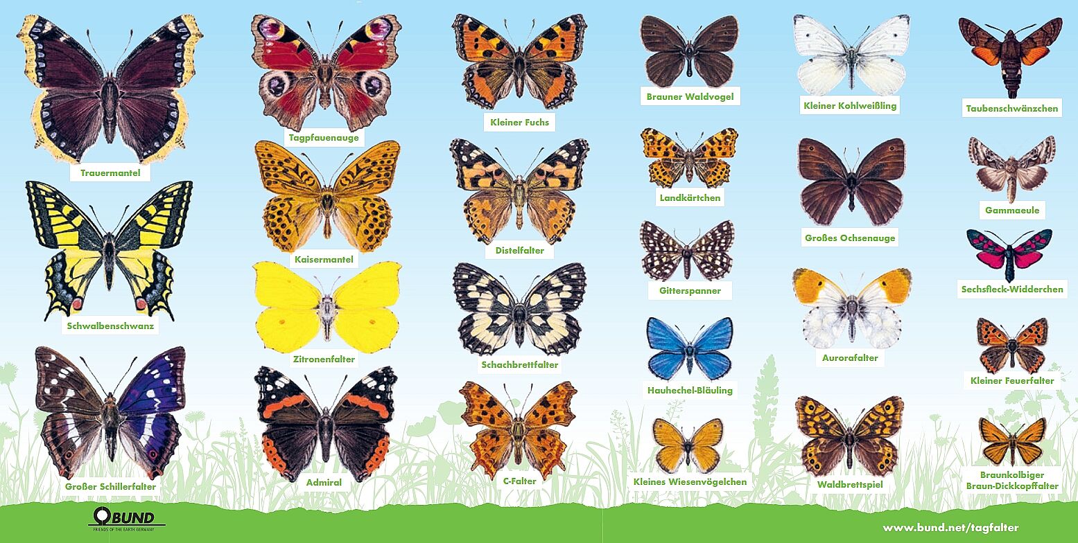 Schmetterlinge - BUND Naturschutz in Bayern e.V.