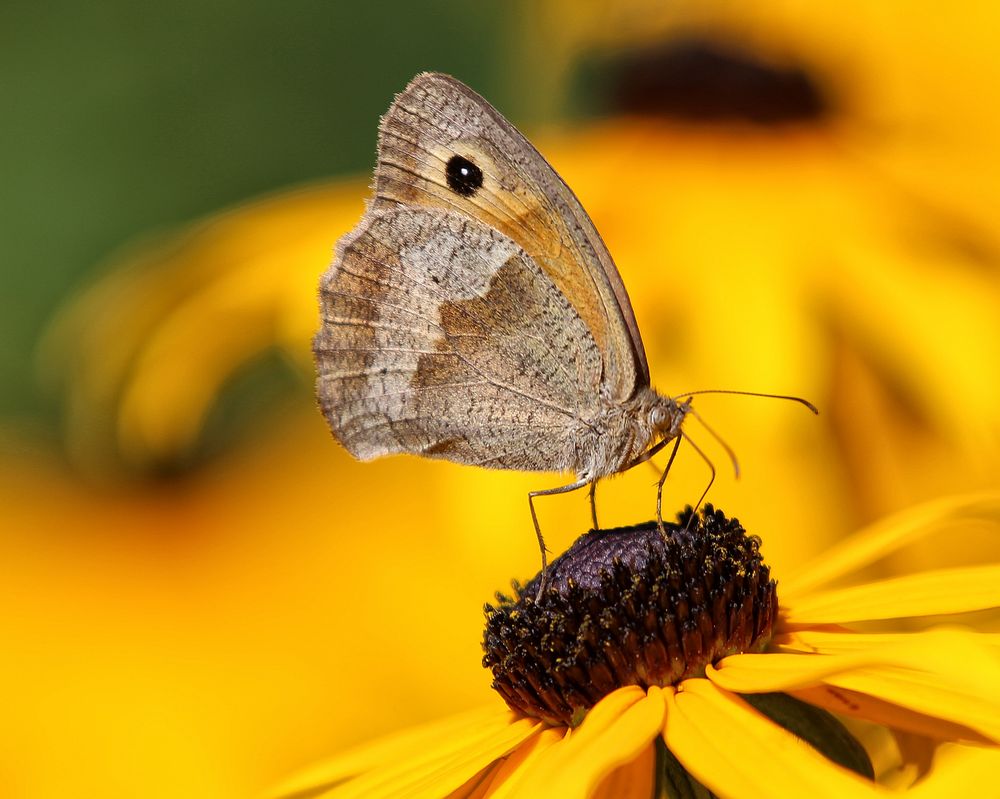 Schmetterlinge in unseren Garten Foto & Bild | tiere, natur Bilder auf