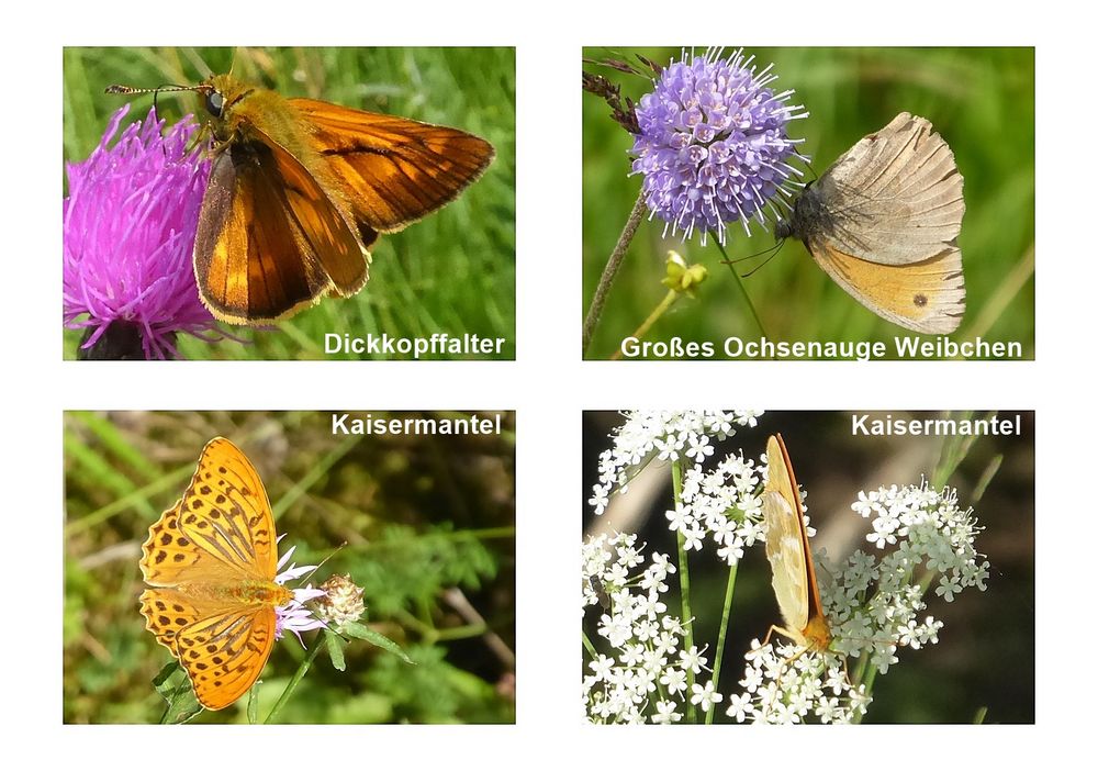 Schmetterlinge mit Namen Foto & Bild | natur, schmetterlinge Bilder auf