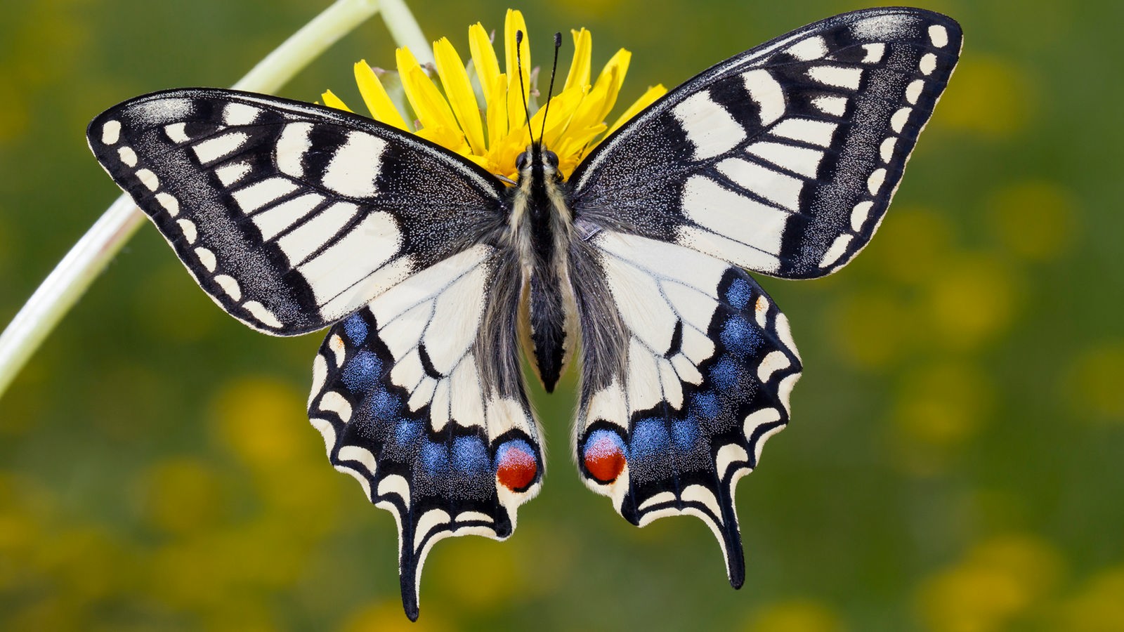 Heimische Schmetterlingsarten - Schmetterlinge - Insekten und