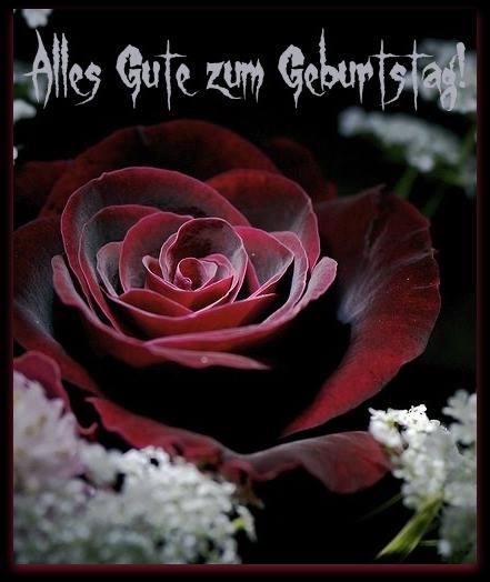 Schöne rote Rose: Alles Gute zum Geburtstag! - ツ GeburtstagsBilder